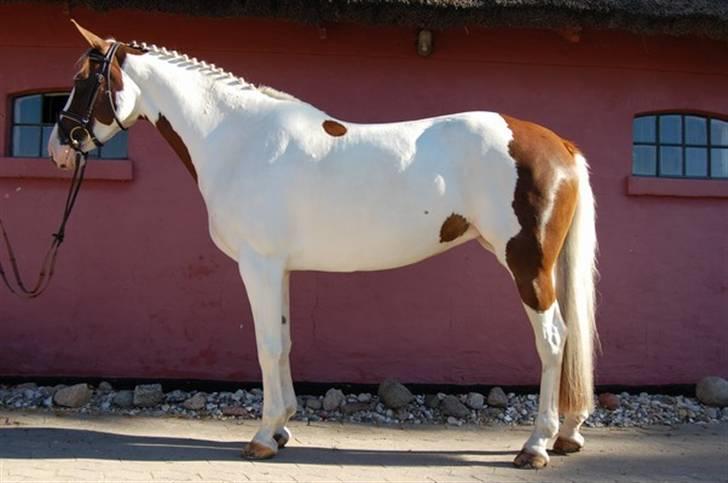 Pinto Apatchie A'nikka - Her er hun så (: billede 1