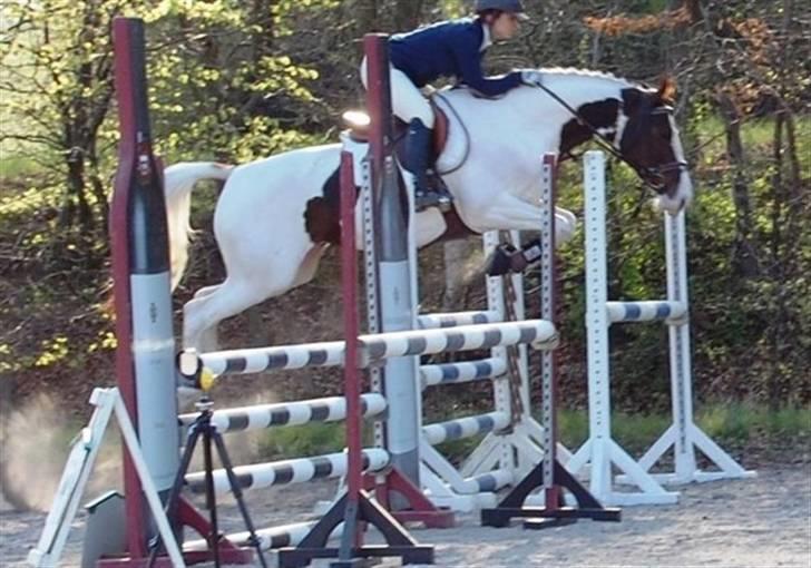 Pinto Apatchie A'nikka billede 2