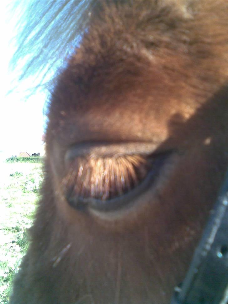 Shetlænder Freja - Prøvede at tage et godt billed men det blev ikke pefekt billede 16