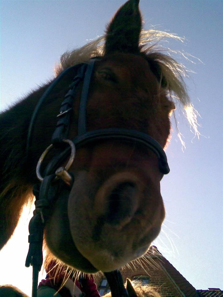 Shetlænder Freja - Er hun ikke sød når hun sover.. ZZZZZZZZ billede 17