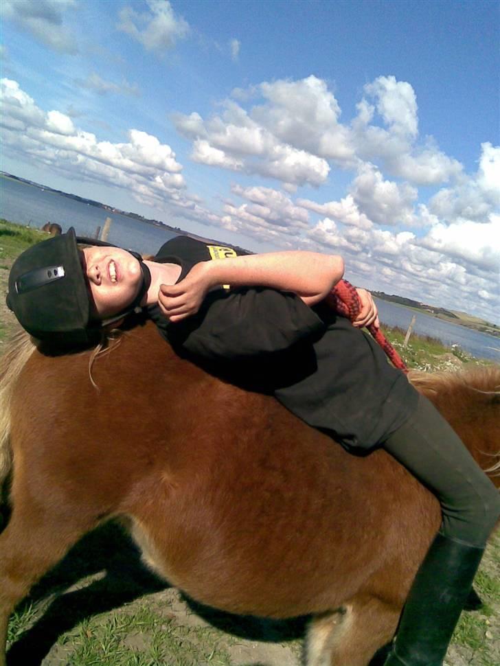 Shetlænder Freja - Jeg tager lige en slapper.! billede 18