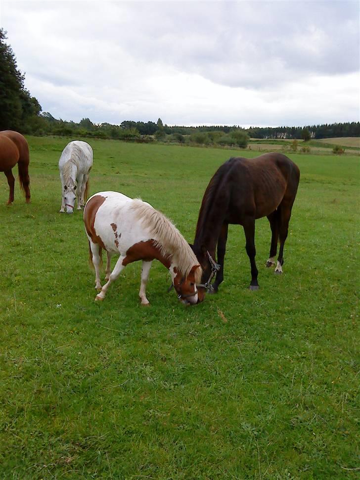 Dansk Varmblod Raia - September ´08 første dag hjemme fra sommergræsset billede 14