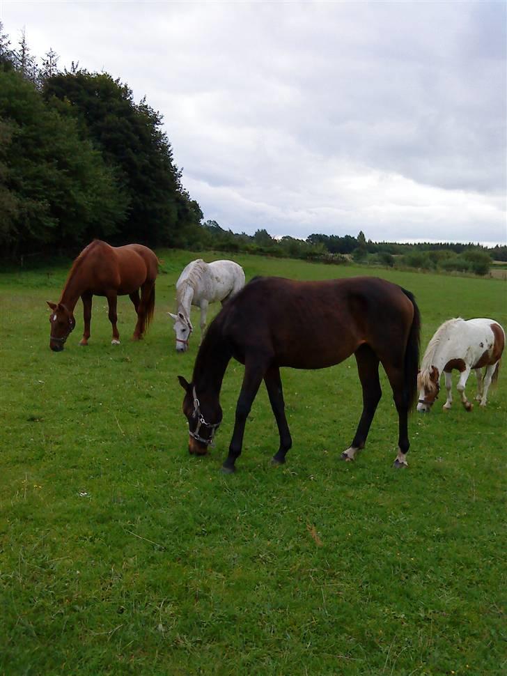 Dansk Varmblod Raia - september ´08 billede 15