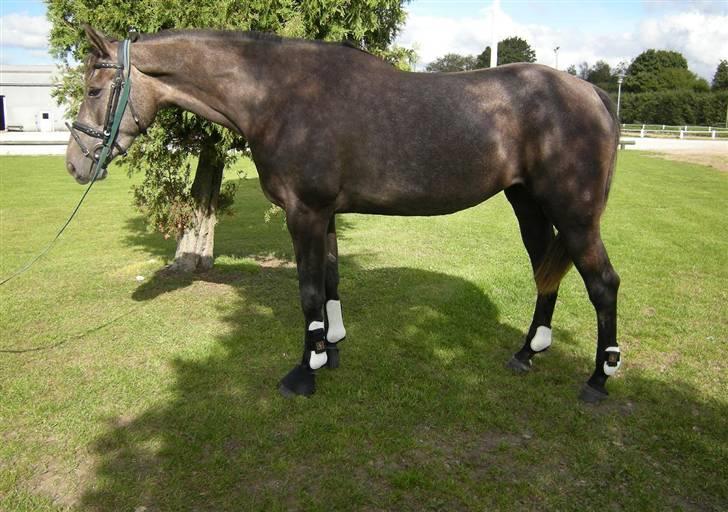 Holstener Indira Von HarknagR.I.P billede 2