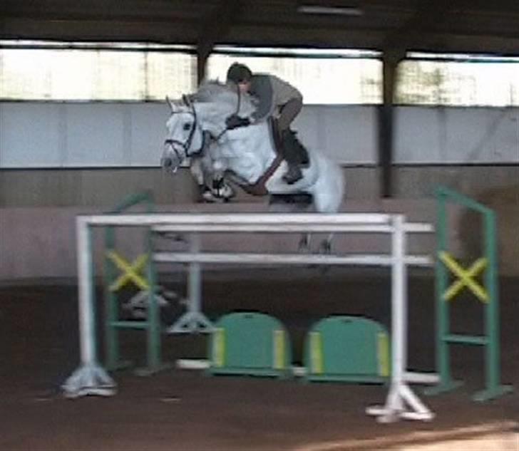 Holstener Indira Von HarknagR.I.P - INDIRAS FAR ARCUS billede 20