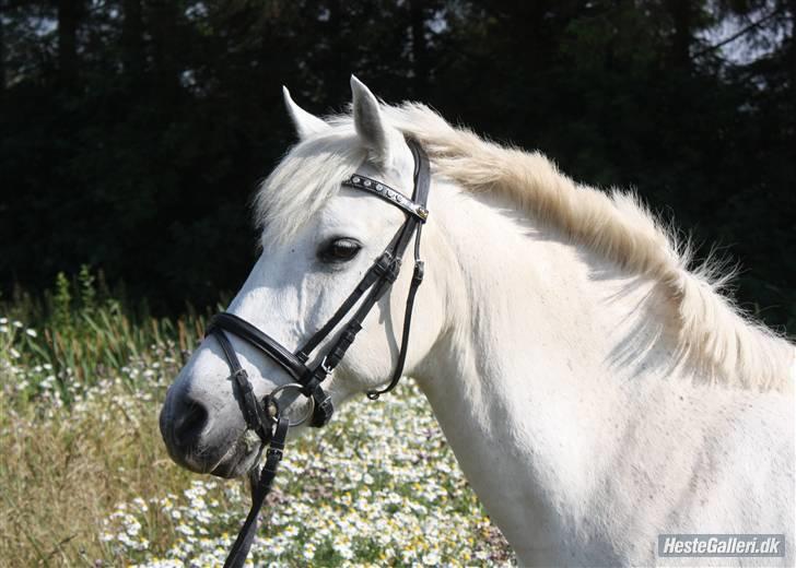 New Forest Araber PrinsDelight SOLGT billede 18