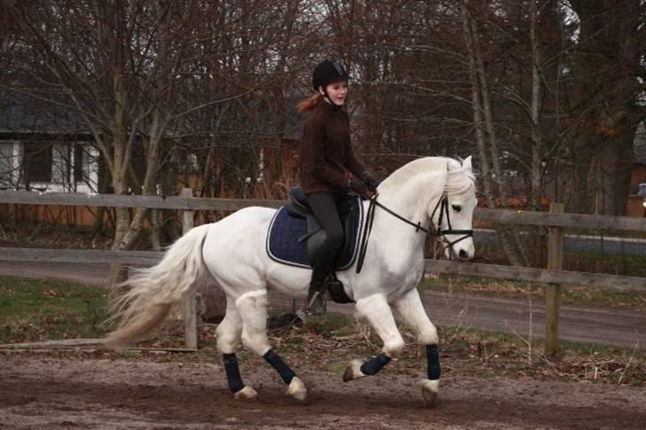 New Forest Araber PrinsDelight SOLGT billede 19