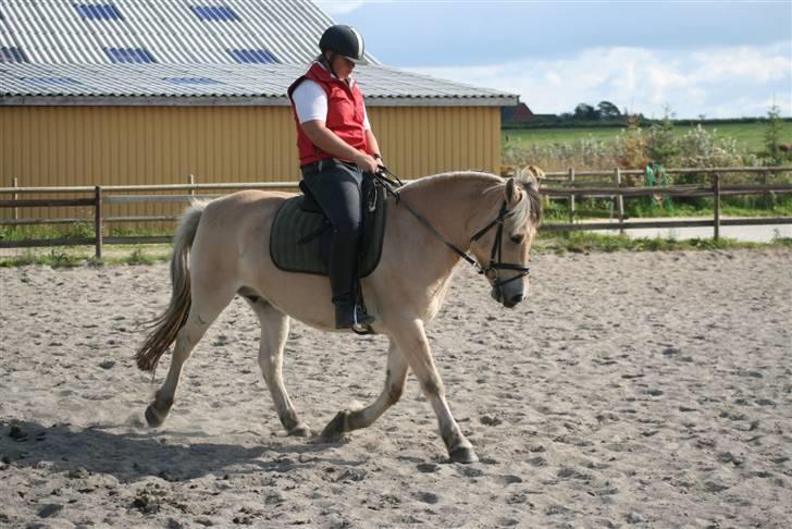 Fjordhest Mosegårdens Lupin       billede 18