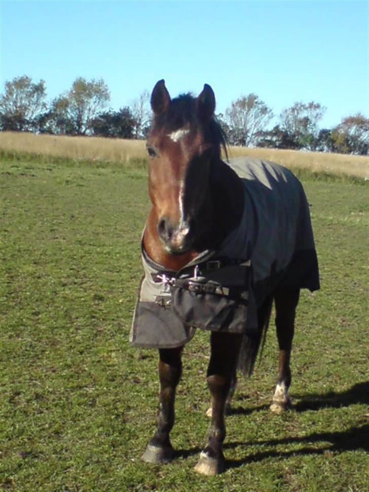 New Forest Charly - Charly på fold efteråret 2009:D billede 8