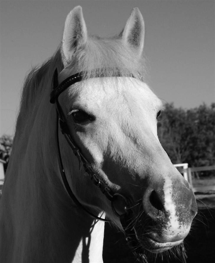 Anden særlig race Silver - Velkommen til Silvers profil :) billede 1