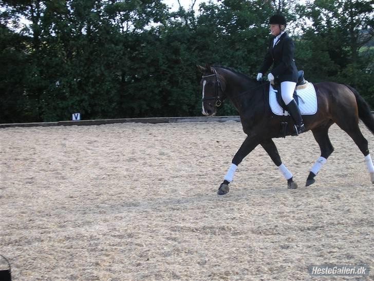 Dansk Varmblod Chervi´s Castellano låne billede 16