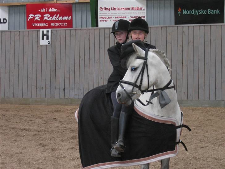 Anden særlig race Silver - Silver venter på bruden  billede 2