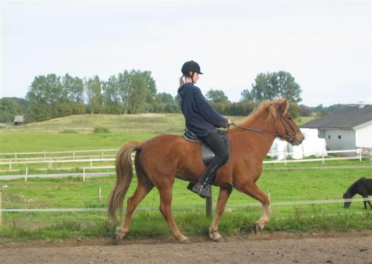 Islænder Rós fra Sauðanesi - Rós i tölt.. Foto: Sissel Bordlund Jensen  billede 4