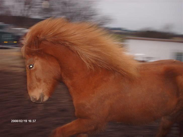 Islænder Rós fra Sauðanesi - Rós i galop . Foto: JRo (Mig) billede 5