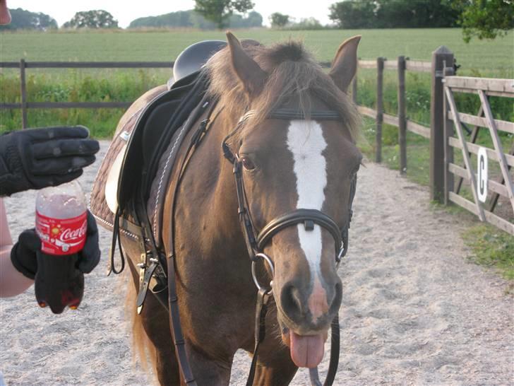 Welsh Pony (sec B) l Clausholm Vini Vidi Vici - UHHH.. Det smagte ikke godt :P billede 6