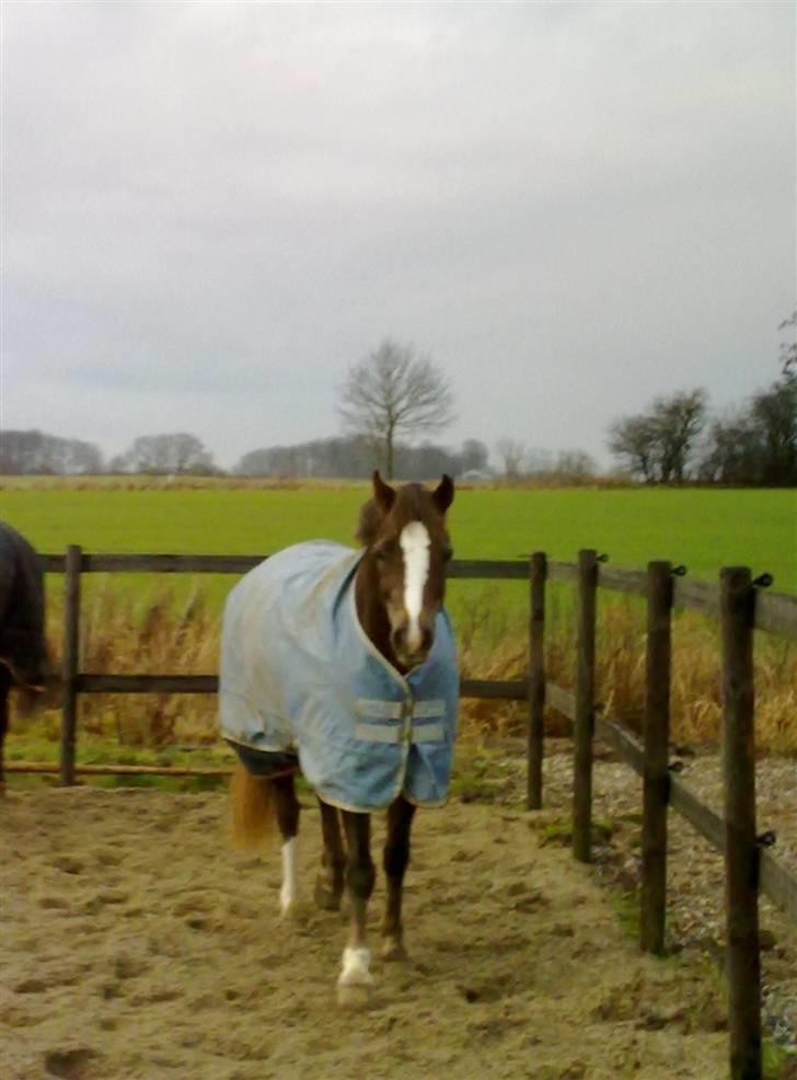 Welsh Pony (sec B) l Clausholm Vini Vidi Vici billede 7