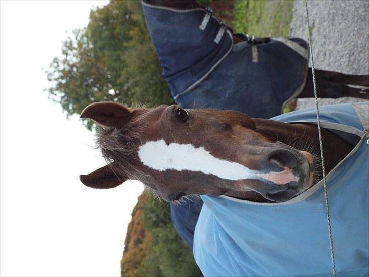 Welsh Pony (sec B) l Clausholm Vini Vidi Vici billede 10