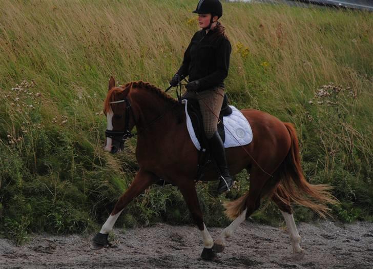 Anden særlig race Shamrocks SkaterBoy  billede 9