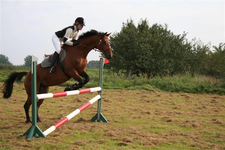 Trakehner Donau Prinzessin  OPSAGT! - Opvarmning til springstævne i Bolderslev blev nummer 3. billede 20