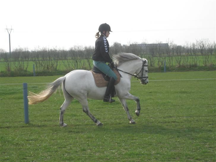 Anden særlig race Coco billede 13