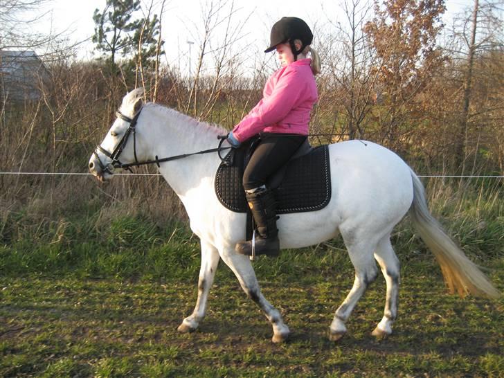 Anden særlig race Coco billede 14