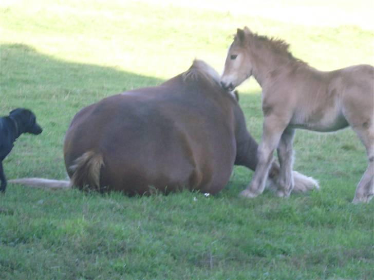 Jyde Silvia - maven klør. så man sætter sig da bare ned og bruger hovene til at klø med :foto miig billede 9