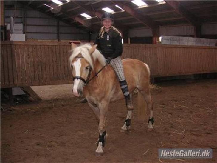 Haflinger Alsace  - Alsace med sin ejer Pernille, efter jeg havde ham.... Nu han solgt til Norge...  billede 5