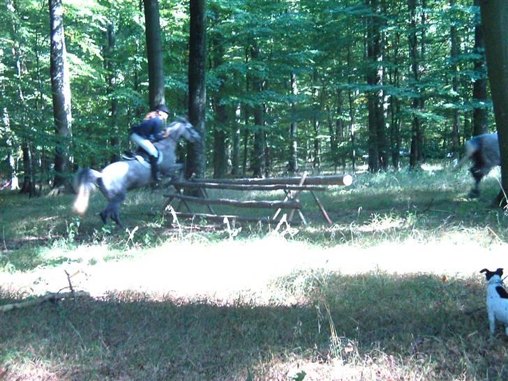 Anden særlig race Con Amor - Til Connes og min første jagt, Vi takker Camilla for alle jagt billeder;) billede 13