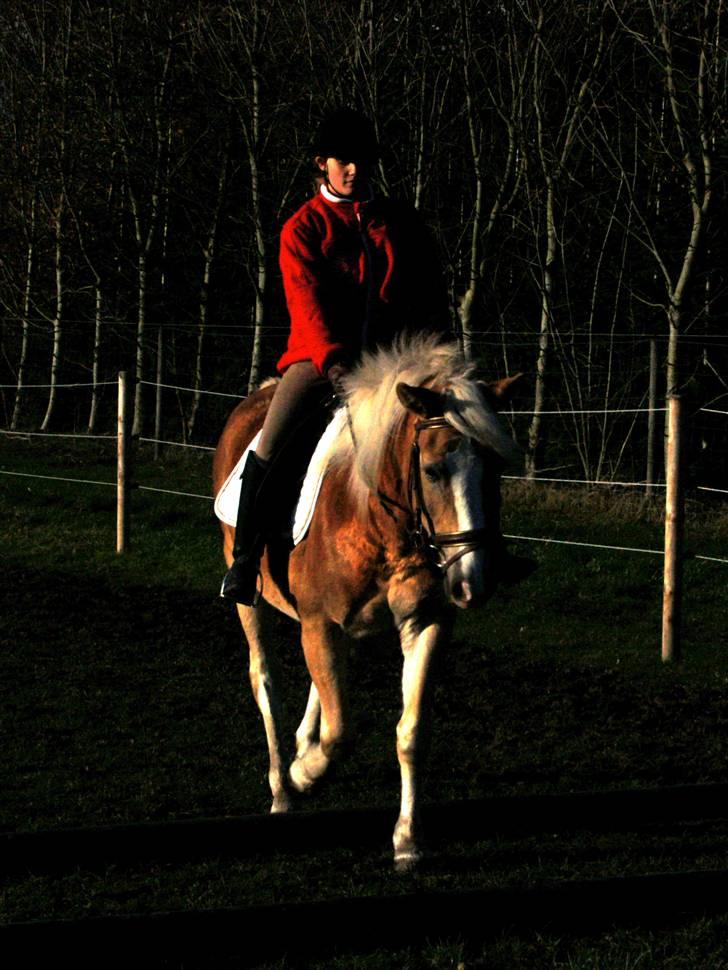 Haflinger Alsace  - 3. gang med rytter på ryggen billede 6