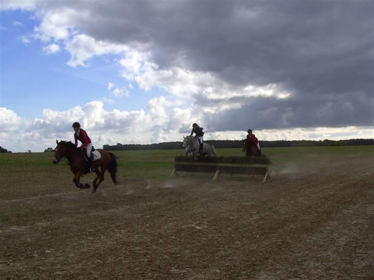Anden særlig race Con Amor - Igen til Jagten. Det kørte bare!! billede 14