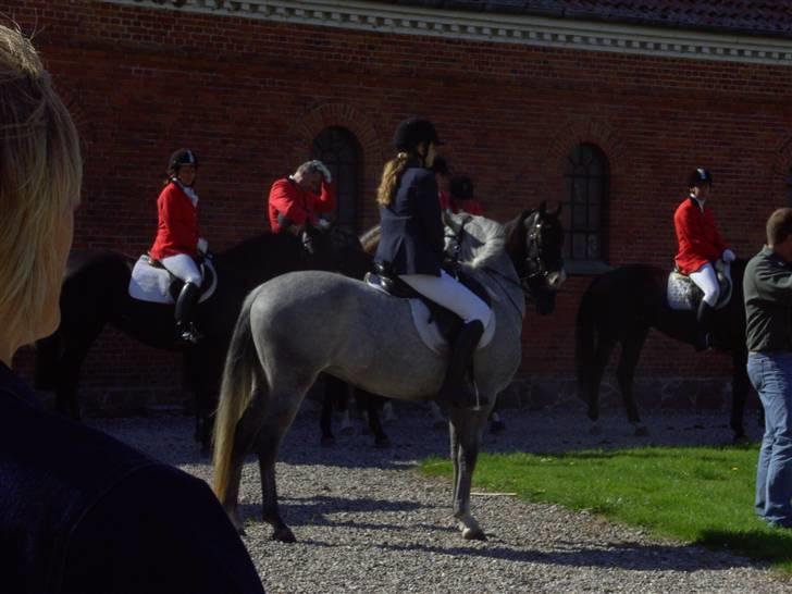 Anden særlig race Con Amor - Også lige efter jagten. billede 16