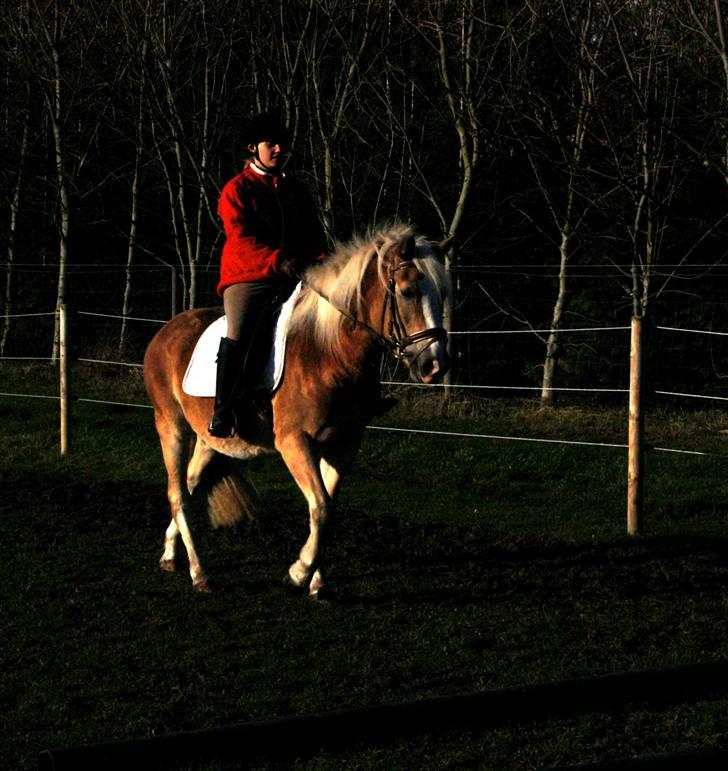 Haflinger Alsace  - 3. gang med rytter på ryggen billede 8
