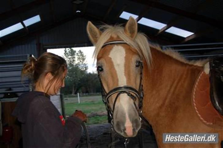 Haflinger Stabejs  billede 7