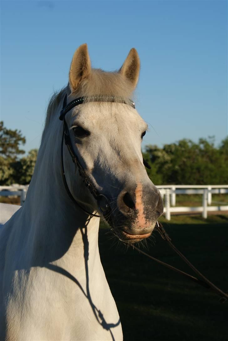 Anden særlig race Silver - elsker bare den pony  billede 8