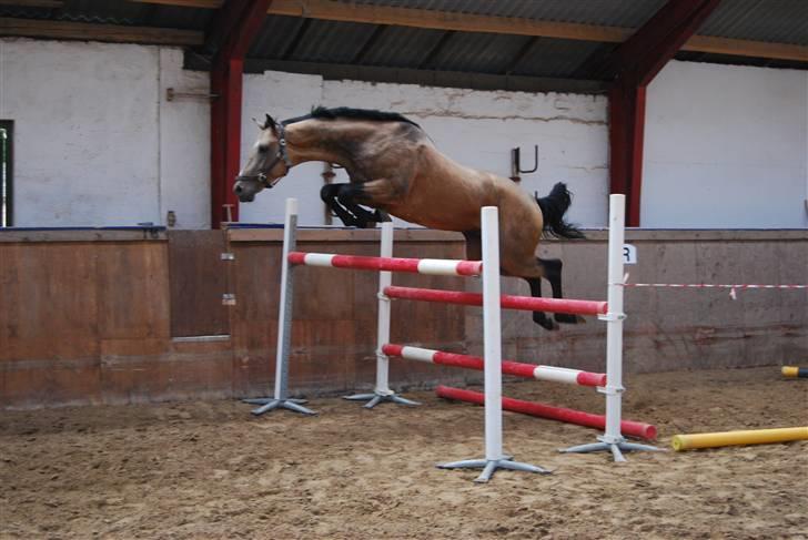 Akhal-Tekiner SHERHAN - Løsspring d. 21. september 2008 - Sherhan endte på 130 cm. billede 5