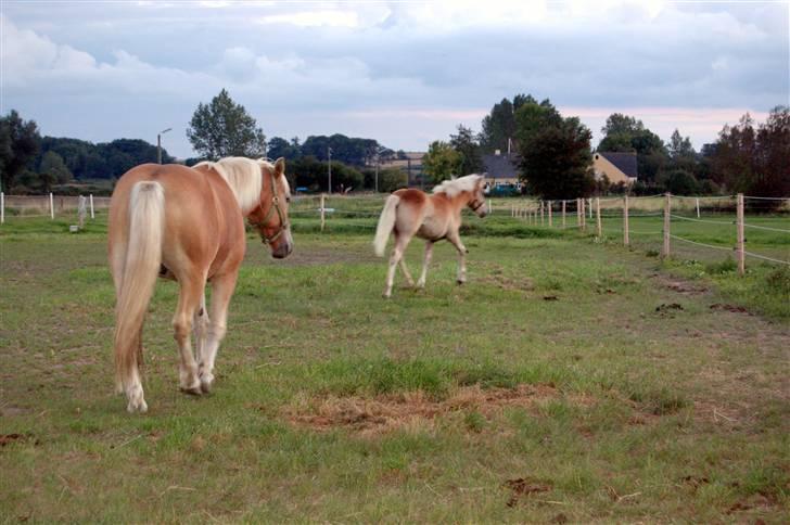 Haflinger Stabejs  billede 8