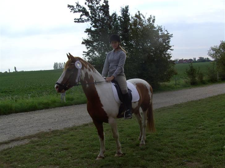 Pinto Indiana Jones Solgt:'( - første stævne ude, var på NOR, vandt en 2. plads:-o billede 13