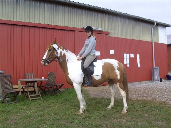 Pinto Indiana Jones Solgt:'( - den dygtige dreng vi vandt en 2. plads på NOR:-) billede 14