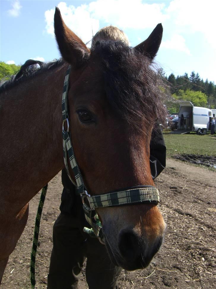 Welsh Pony (sec B) LL Merringgårds Sir Jacob billede 8