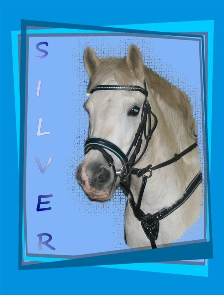 Anden særlig race Silver - smuk pony <3 billede 10