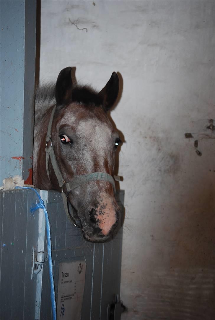 Anden særlig race Tøsen RIP. - Velkommen{v} »foto:maria*mig« billede 1