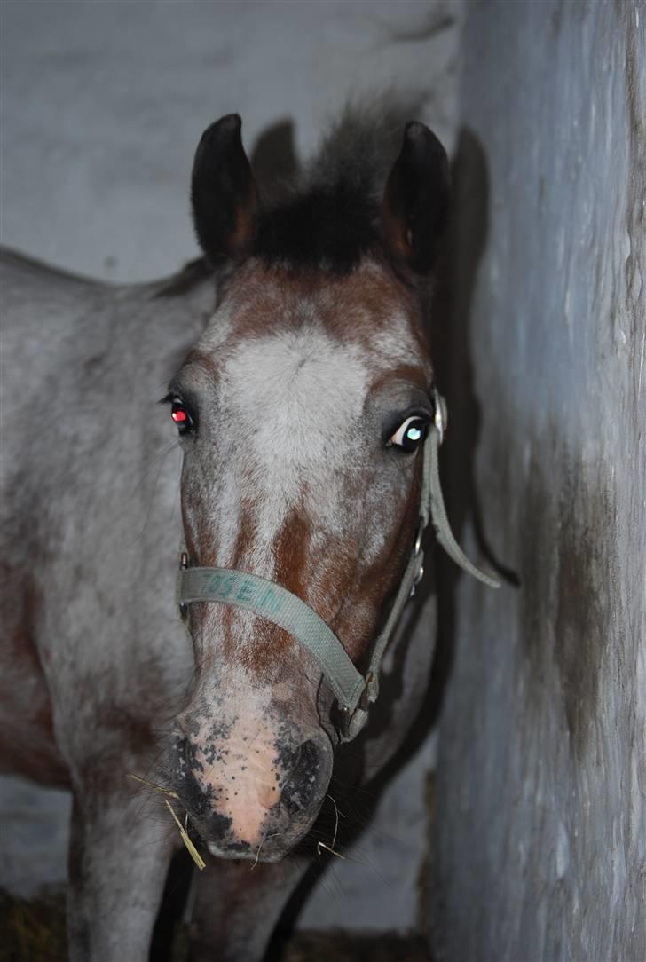 Anden særlig race Tøsen RIP. - Tølle i Boxen<3 »foto:maria*mig« billede 2