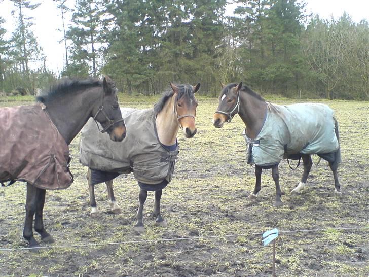 Welsh Pony (sec B) LL Merringgårds Sir Jacob - pony banden;D billede 9