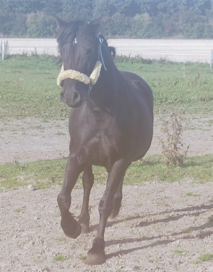 Welsh Pony af Cob-type (sec C) Fjordglimts Miss Gabrysia billede 2