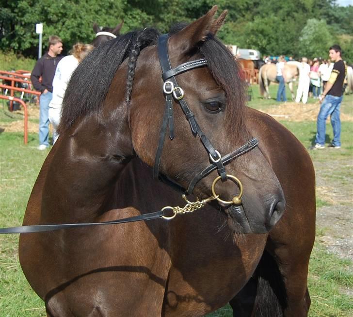 Welsh Pony af Cob-type (sec C) Fjordglimts Miss Gabrysia billede 3