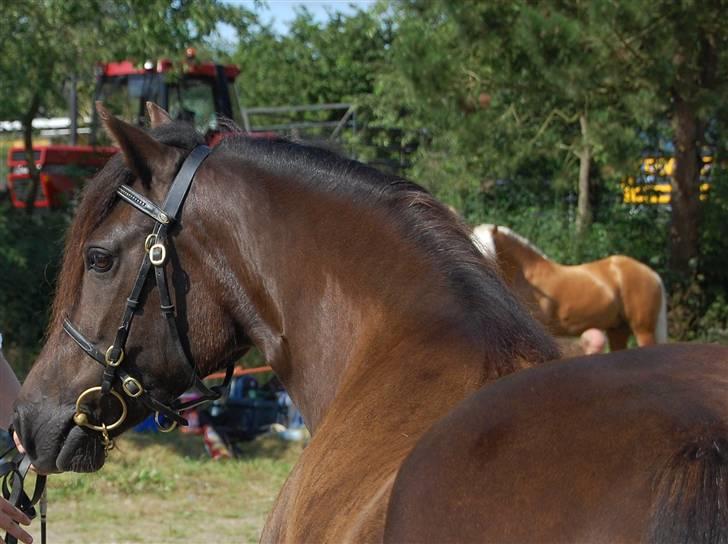 Welsh Pony af Cob-type (sec C) Fjordglimts Miss Gabrysia billede 4