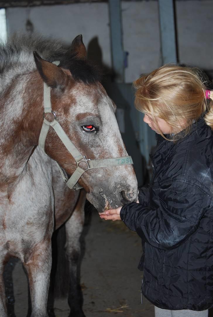 Anden særlig race Tøsen RIP. - Mig og Tøsen på staldgangen(: »foto:rikke« billede 3