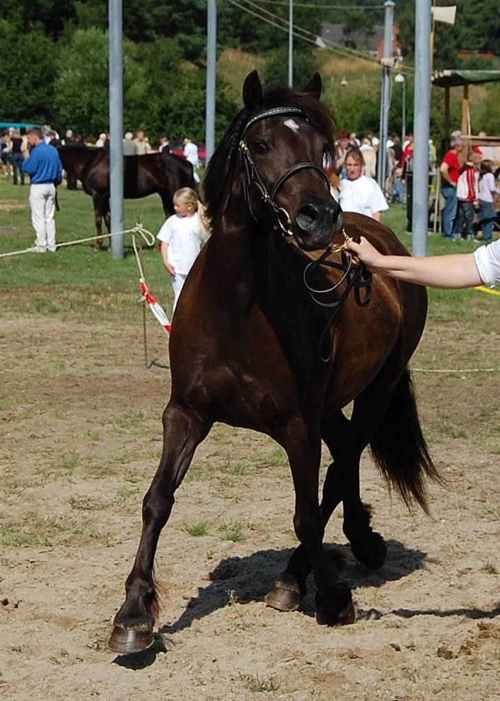 Welsh Pony af Cob-type (sec C) Fjordglimts Miss Gabrysia billede 8