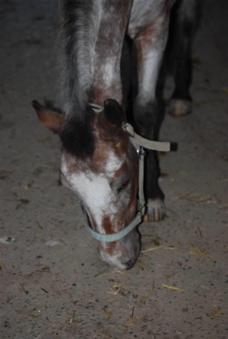 Anden særlig race Tøsen RIP. - Ligt uskarbt d; »foto:maria*mig« billede 4