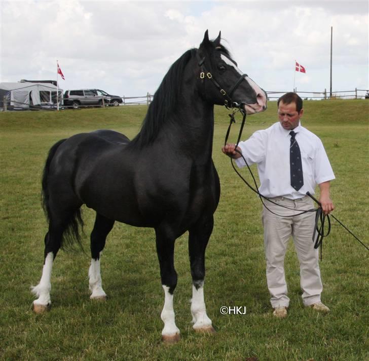 Welsh Pony af Cob-type (sec C) Fjordglimts Miss Gabrysia - SYNOD REQUEST som hun er ifolet med billede 9